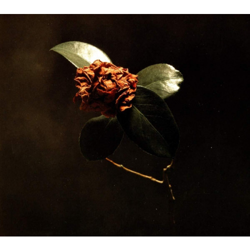 Young Sick Camellia